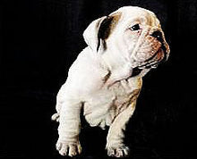 Load image into Gallery viewer, Dog Products